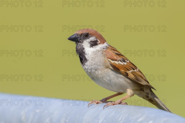 Tree sparrow (Passer montanus), sitting on a galvanised pipe, wildlife, animals, birds, sparrow, sparrows, Lake Neusiedl National Park, Seewinkel, Burgenland, Austria