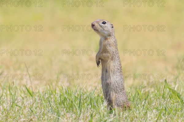 European ground squirrel (Citellus citellus), adult animal standing at attention in meadow, wildlife, animals, mammal, European ground squirrel (Spermophilus citellus), Ziggsee, Lake Neusiedl National Park, Seewinkel, Northern Burgenland, Burgenland, Austria