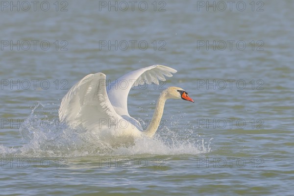 Mute swan (Cygnus olor) in flight, lands in the water, wildlife, animals, swan, Lake Neusiedl National Park, Seewinkel, Burgenland, Austria