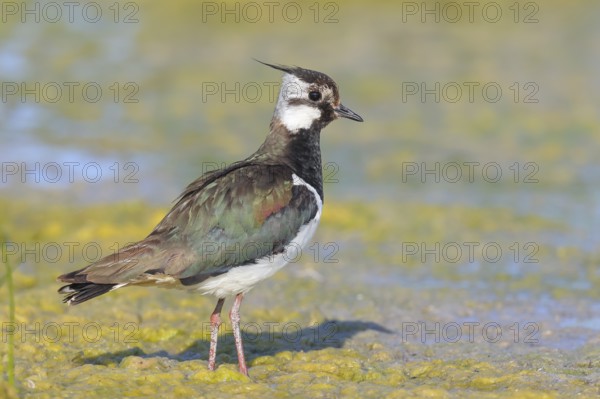 Lapwing (Vanellus vanellus) adult bird foraging in mudflats, wildlife, animals, birds, plover family, Ziggsee, Lake Neusiedl National Park, Seewinkel, Burgenland, Austria, Eastern Europe