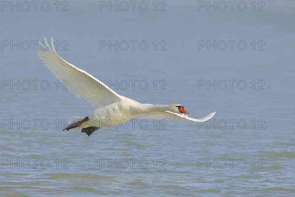 Mute swan (Cygnus olor) in flight, wildlife, animals, swan, Lake Neusiedl National Park, Seewinkel, Burgenland, Austria