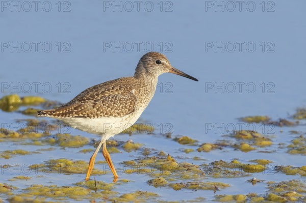 Wood Sandpiper (Tringa glareola) looking for food, standing in shallow water, wildlife, animals, birds, snipe family, Ziggsee, Lake Neusiedl National Park, Seewinkel, Burgenland, Austria