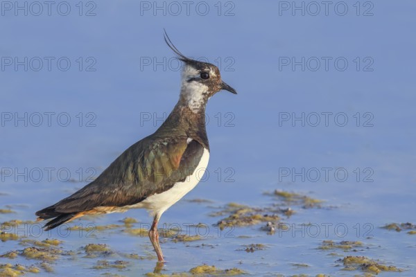 Lapwing (Vanellus vanellus) adult bird foraging in shallow water, wildlife, animals, birds, plover family, Ziggsee, Lake Neusiedl National Park, Seewinkel, Burgenland, Austria, Eastern Europe