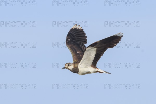 Lapwing (Vanellus vanellus) adult bird in flight, wildlife, animals, birds, plover family, Ziggsee, Lake Neusiedl National Park, Seewinkel, Burgenland, Austria, Eastern Europe