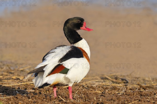 Shelduck (Tadorna tadorna) or shelduck, male, standing on the shore, wildlife, bird, goose, geese, nature photography, Ziggsee, Lake Neusiedl National Park, Seewinkel, Burgenland, Austria