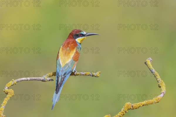 Bee-eater (Merops apiaster) sitting on a branch, male, breeding, wildlife, mating, migratory bird, raptor, animals, birds, Lake Neusiedl National Park, Seewinkel, Burgenland, Austria, Eastern Europe