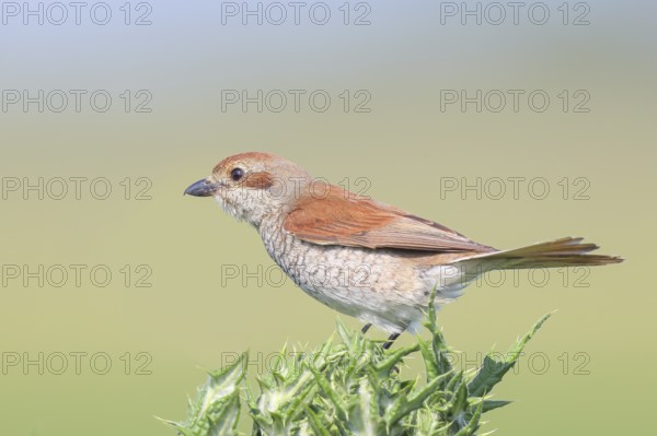 Red-backed shrike (Lanius collurio), female on thistle, looking for prey, wildlife, migratory bird, animals, birds, Ziggsee, Lake Neusiedl-Seewinkel National Park, Burgenland, Austria