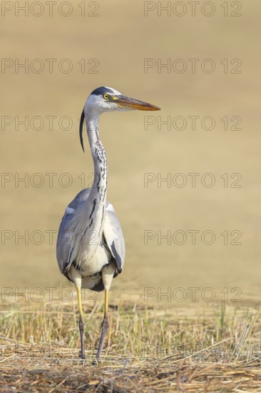 Grey heron (Ardea cinerea), looking for food in a mown meadow, spring, wildlife, nature photography, heron, Lake Neusiedl National Park, Seewinkel, Burgenland, Austria