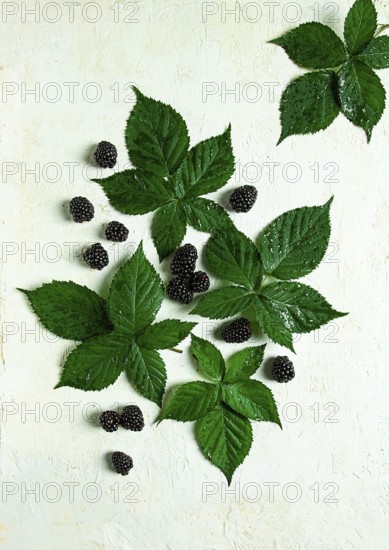 Fresh blackberries, with foliage, top view, on a light background, no people