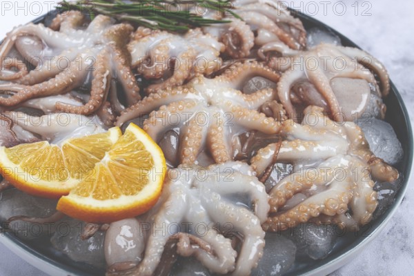 Fresh baby octopuses on ice, garnished with lemon and rosemary, on a marble table, no people