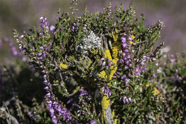 Lichens, yellow lichen (Xanthoria parietina) and crustose lichen (Aspicilla) on heather (Calluna vulgaris), Emsland, Lower Saxony, Germany