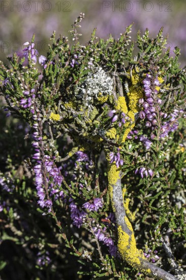 Lichens, yellow lichen (Xanthoria parietina) and crustose lichen (Aspicilla) on heather (Calluna vulgaris), Emsland, Lower Saxony, Germany