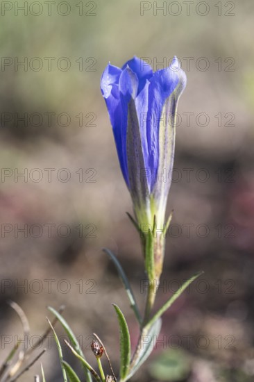 Lung gentian (Gentiana pneumonanthe), Emsland, Lower Saxony, Germany