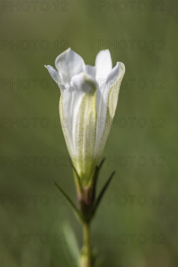 Lung gentian (Gentiana pneumonanthe), white colour variant, Emsland, Lower Saxony, Germany