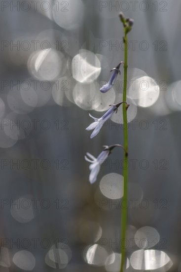 Water lobelia (Lobelia dortmanna), Emsland, Lower Saxony, Germany