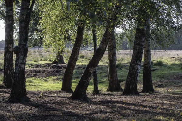 Birch trees (Betula pendula), group, Emsland, Lower Saxony, Germany