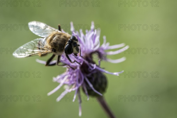Golden hoverfly (Ferdinandea cuprea), Emsland, Lower Saxony, Germany