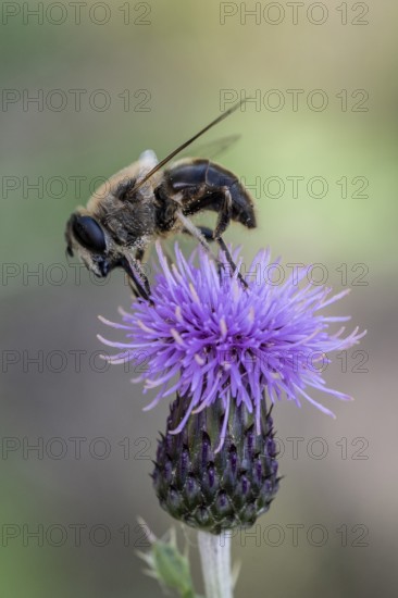 Golden hoverfly (Ferdinandea cuprea), Emsland, Lower Saxony, Germany