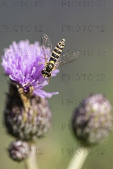 Common stiletto hoverfly (Sphaerophoria scripta), Emsland, Lower Saxony, Germany