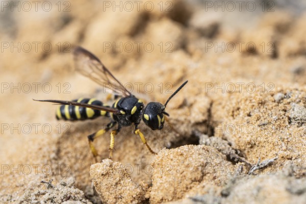 Digger wasp (Gorytes laticinctus), Emsland, Lower Saxony, Germany