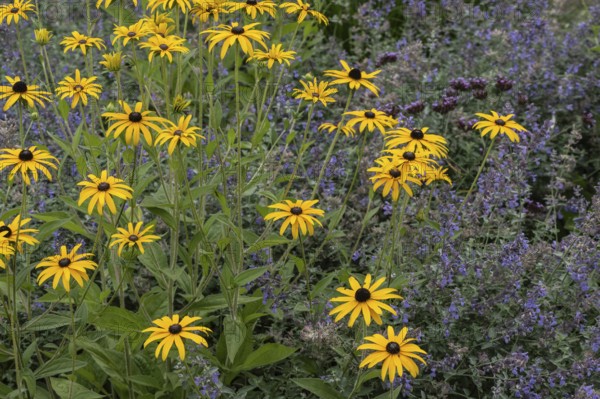 Flower bed with coneflower (Rudbeckia sullivantii), Emsland, Lower Saxony, Germany
