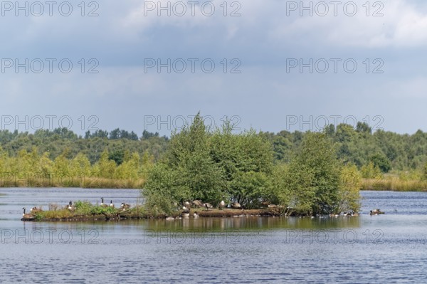 Waterfowl on an island in the lake of the Fockbeker Moor. The Fockbeker Moor is a nature reserve in the Schleswig-Holstein municipalities of Fockbek and Hohn in the district of Rendsburg-Eckernförde. Fockbek, Schleswig-Holstein, Germany