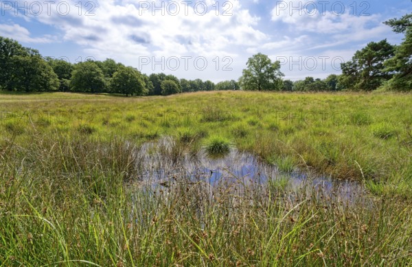 Raised bog in the Störkathener Heide, nature reserve Heideflächen near Kellinghusen, near Störkathen. Kellinghusen, Schleswig-Holstein, Germany