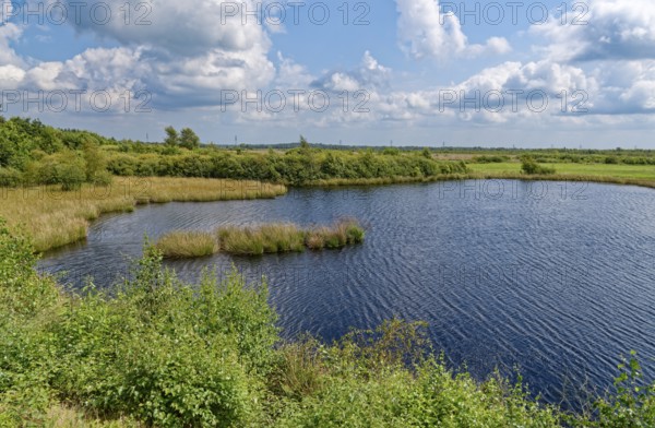 Water area in the Wildes Moor nature reserve. The moor, an area in the district of Rendsburg-Eckernförde, has been renaturalised over an area of 175 hectares. Osterrönfeld, Schleswig-Holstein, Germany