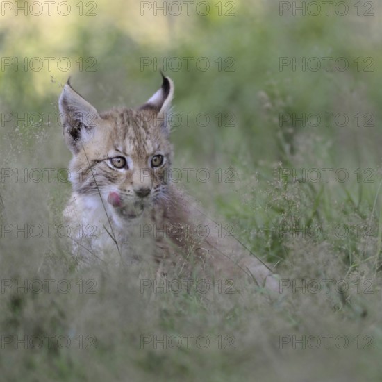 Licking tongue... Eurasian lynx (Lynx lynx), young lynx sitting in high grass, licking with tongue, series animal children, funny animal pictures, cute wild cats, native nature, captive, North Rhine-Westphalia, Germany, Western Europe
