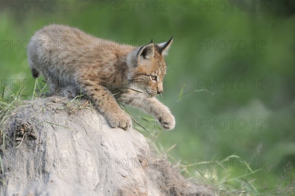 Playful... Eurasian lynx (Lynx lynx), young lynx training, practising his strength and dexterity on a small mound of earth, series animal children, funny animal pictures, native nature, captive, North Rhine-Westphalia, Germany, Western Europe