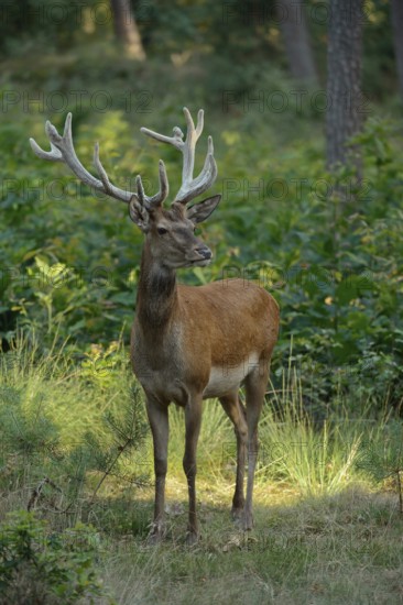 In the middle of the forest... Red deer (Cervus elaphus), young stag in velvet, standing completely free in natural surroundings on a small hill, looking around scrutinisingly, native nature, North Rhine-Westphalia, Germany, Western Europe