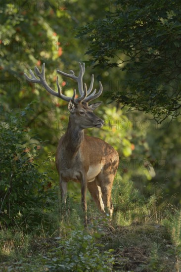 In the forest... Red deer (Cervus elaphus), young stag in velvet, standing in natural surroundings amidst lush greenery on a small hill, looking around scrutinisingly, native nature, North Rhine-Westphalia, Germany, Western Europe