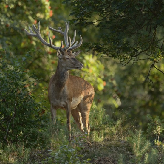 In the forest... Red deer (Cervus elaphus), young stag in velvet, standing in natural surroundings amidst lush greenery on a small hill, looking around scrutinisingly, native nature, North Rhine-Westphalia, Germany, Western Europe