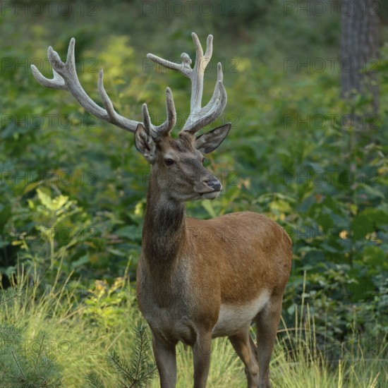 In the middle of the forest... Red deer (Cervus elaphus), young stag in velvet, standing completely free in natural surroundings on a small hill, looking around scrutinisingly, native nature, North Rhine-Westphalia, Germany, Western Europe