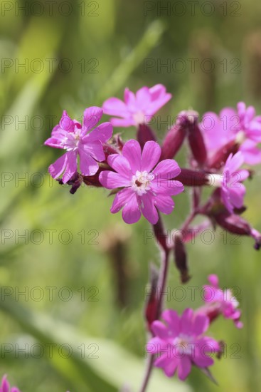 Red campion (Silene dioica), close-up of a flower in a meadow, Wilnsdorf, North Rhine-Westphalia, Germany