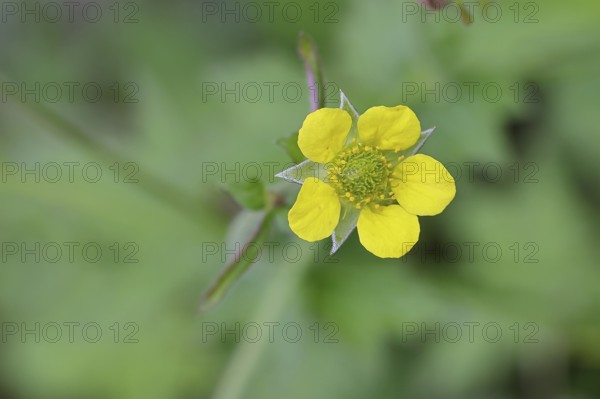 Wood avens (Geum urbanum), Benediktenwurzel, Buschnelkenwurzel, Heil aller Welt, Mannskraftwurzel, Märzwurz, Mauernelkenwurzel, Nagelwurzel, Nardenwurzel, Weinwurzel, Blüte an einem Waldweg, Heilkraut, Wilnsdorf, North Rhine-Westphalia, Germany
