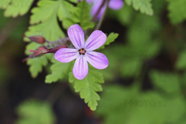 Stinking cranesbill (Geranium robertianum), herb Robert, Ruprechtskraut (Geranium robertianum), flowers in spring, Wilnsdorf, North Rhine-Westphalia, Germany