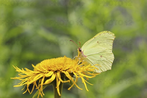 Lemon butterfly (Gonepteryx rhamny) on a yellow flower of a Great Telekie (Telekia speciosa), Wilnsdorf, North Rhine-Westphalia, Germany