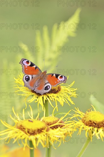 Peacock butterfly (Aglais io), on a yellow flower of a Great Telekie (Telekia speciosa), Wilnsdorf, North Rhine-Westphalia, Germany