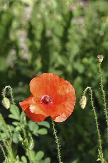 Red poppy (Papaver rhoeas), red flower in a natural garden, Wilnsdorf, North Rhine-Westphalia, Germany