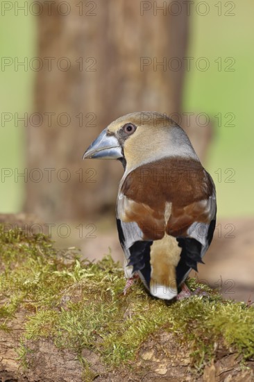 Hawfinch (Coccothraustes coccothrautes), on a branch in the forest, Wilnsdorf, North Rhine-Westphalia, Germany