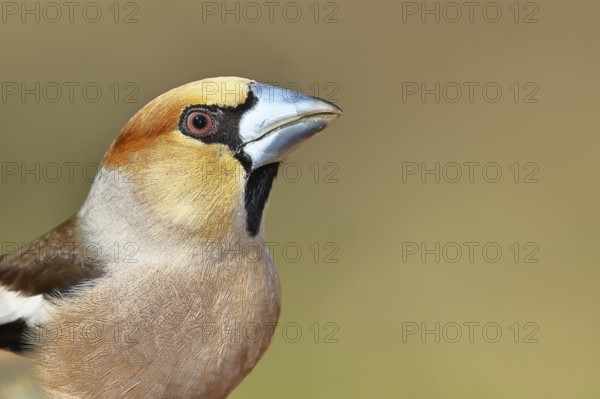 Hawfinch (Coccothraustes coccothrautes), in the forest, animal portrait, Wilnsdorf, North Rhine-Westphalia, Germany