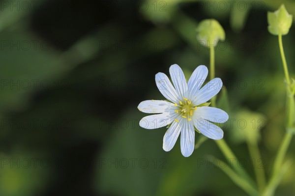 Greater stitchwort (Stella holostea), flowering in the forest, close-up, spring, Wilnsdorf, North Rhine-Westphalia, Germany