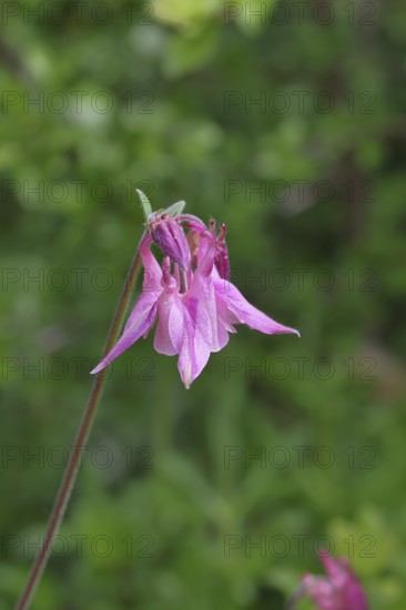 Columbine (Aquilegia vulgaris), pink flower at the edge of a forest, Wilnsdorf, North Rhine-Westphalia, Germany