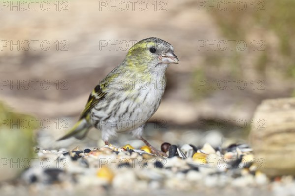Siskin (Carduelis spinus), female at a winter feeder in the garden, mossy ground, Wilnsdorf, North Rhine-Westphalia, Germany