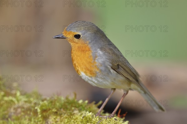 Robin (Erithacus rubecula) on mossy forest floor, looking attentively, animal portrait, Wilnsdorf, North Rhine-Westphalia, Germany