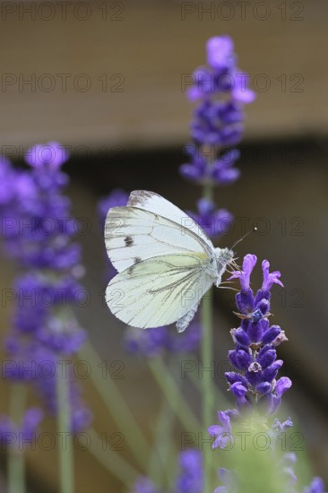Cabbage butterfly (Pieris brassicae) female on a flower of true lavender (Lavandula angustifolia), close-up, Wilnsdorf, North Rhine-Westphalia, Germany
