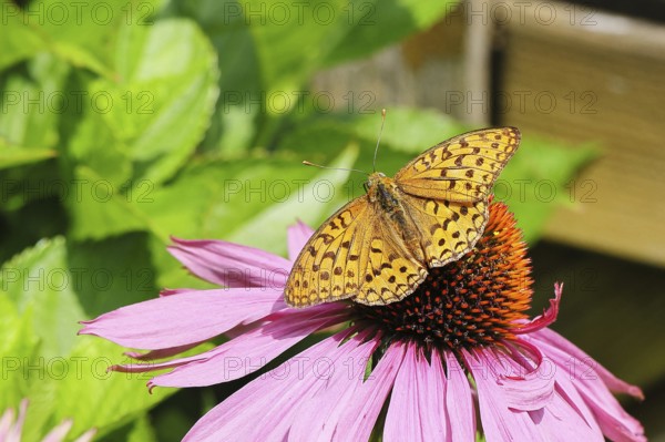 Emperor's Cloak (Argynnis paphia), sitting on a purple coneflower or red coneflower (Echinacea purpurea, Rudbeckia purpurea), Wilnsdorf, North Rhine-Westphalia, Germany