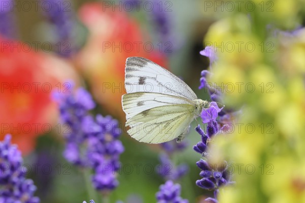 A Cabbage butterfly (Pieris brassicae) sucking nectar on the flower of true lavender (Lavandula angustifolia), in a natural environment in a garden, nice bokeh in the background, close-up, wildlife, insects, butterflies, butterflies, Wilnsdorf, North Rhine-Westphalia, Germany