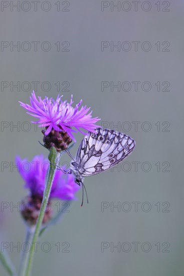 Checkerspot butterfly (Melanargia galathea) in a meadow knapweed (Centaurea jacea), underside of wing, macro photograph, Wilnsdorf, North Rhine-Westphalia, Germany